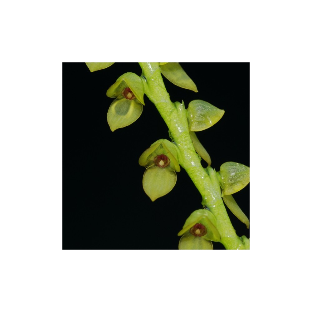 Stelis saccata