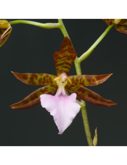 Rhynchostele bictoniensis Rhynchostele bictoniensis