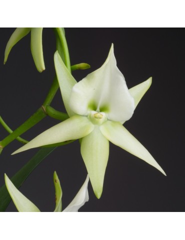 Angraecum Veitchii