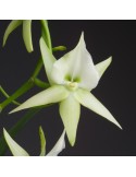 Angraecum Veitchii