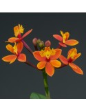 Epidendrum Nordic Fire