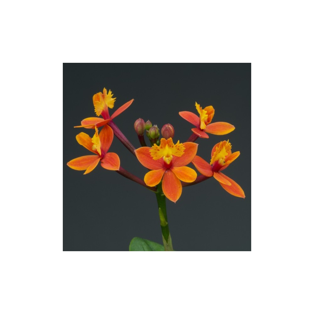 Epidendrum Nordic Fire