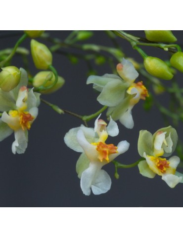 Oncidium Twinkle ‘Jaune’