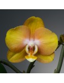 Phalaenopsis Las Vegas