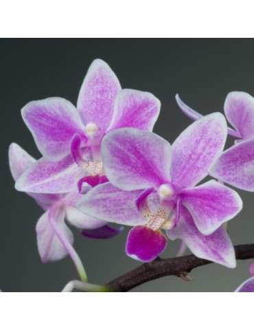 Phalaenopsis Wild Pink