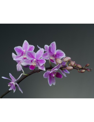 Phalaenopsis Wild Pink 2