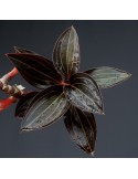 Ludisia discolor