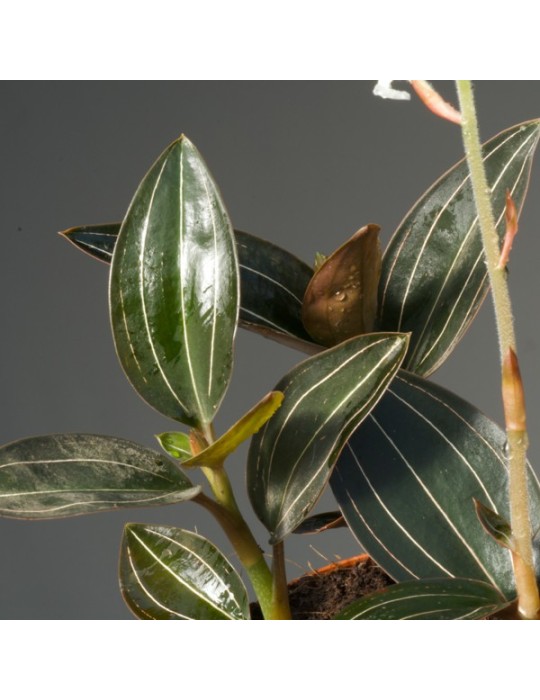 Ludisia discolor