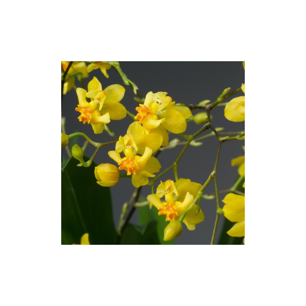 Oncidium Twinkle ‘Jaune’
