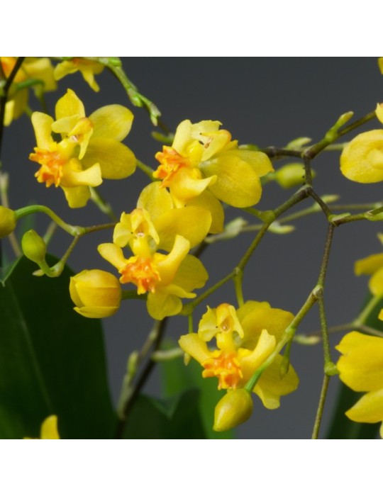Oncidium Twinkle ‘Jaune’