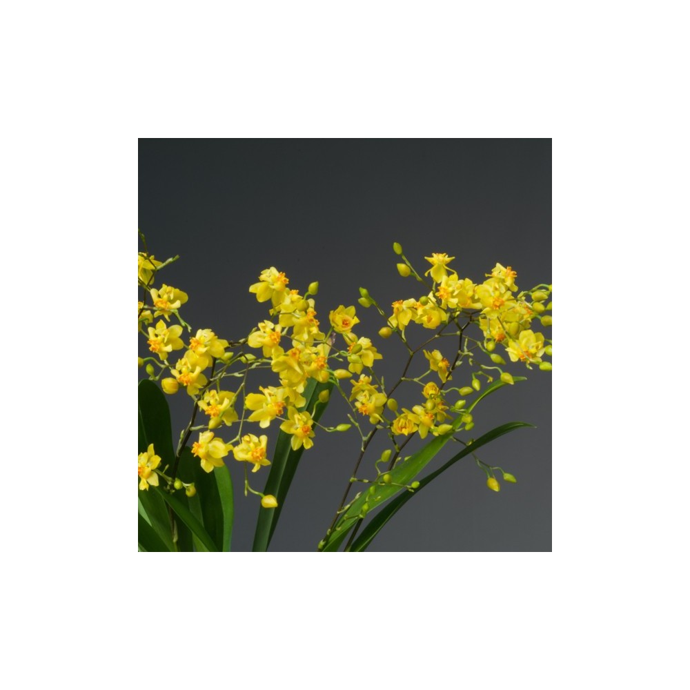 Oncidium Twinkle ‘Jaune’