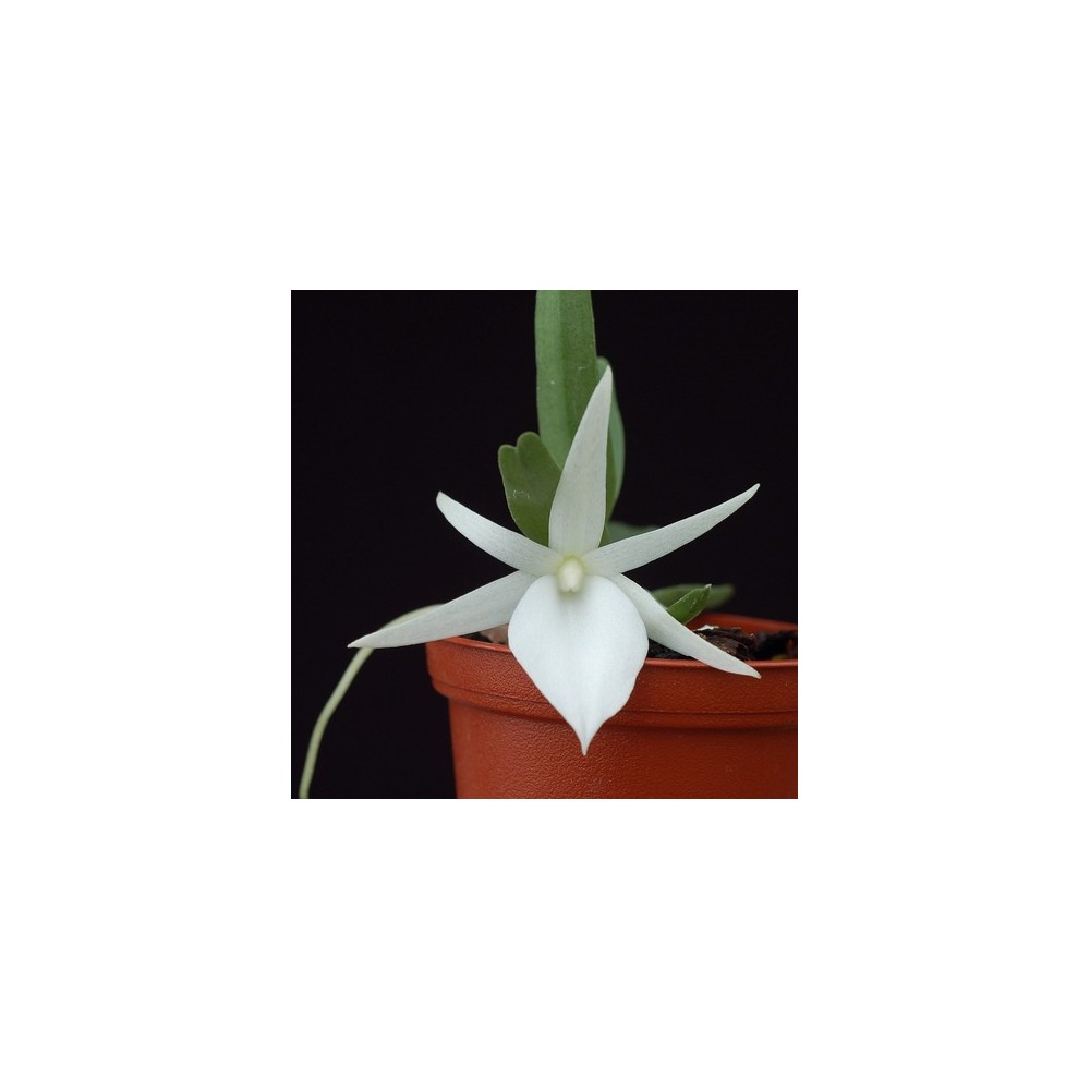 Angraecum didieri Angraecum didieri