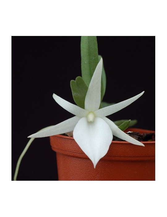 Angraecum didieri Angraecum didieri