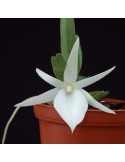 Angraecum didieri