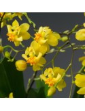 Oncidium Twinkle ‘Jaune’