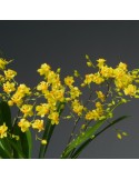 Oncidium Twinkle ‘Jaune’