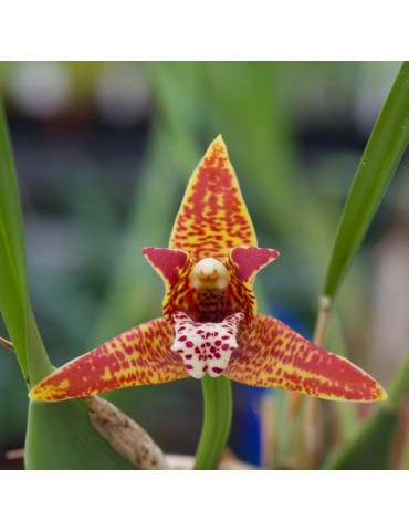 Maxillaria tenuifolia en sphaigne