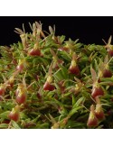 Epidendrum porpax