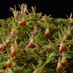 Epidendrum porpax en sphaigne