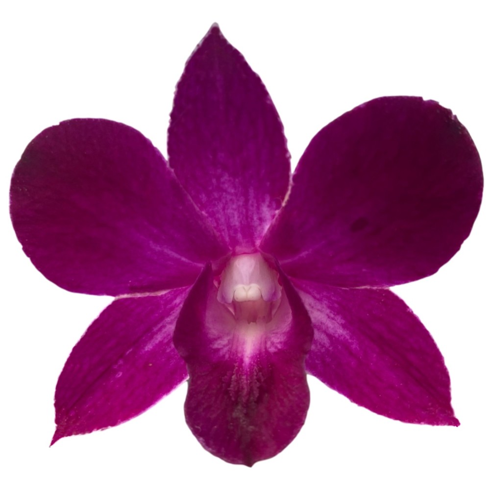 Dendrobium Thailand black