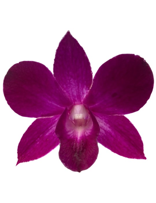 Dendrobium Thailand black