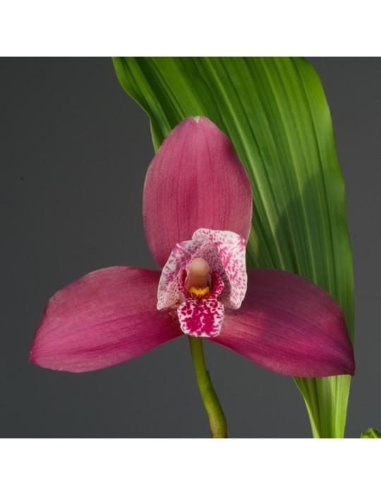 Angulocaste Red Jade x Lycaste Luciana's Wild Dream Angulocaste Red Jade x Lycaste Luciana's Wild Dream