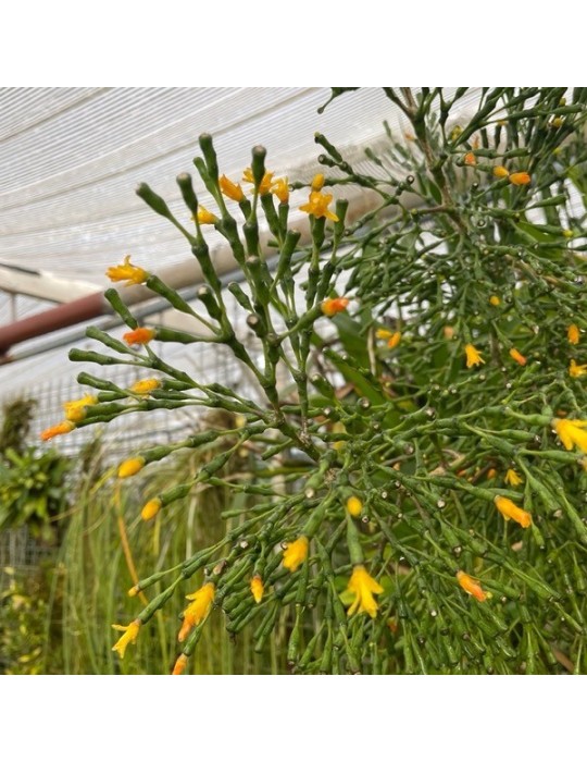 Hatiora salicornioides Hatiora salicornioides