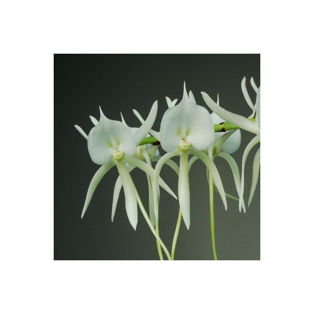 Angraecum eburneum subsp. superbum