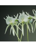 Angraecum eburneum subsp. superbum