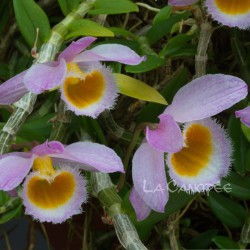 Dendrobium loddigesii en sphaigne