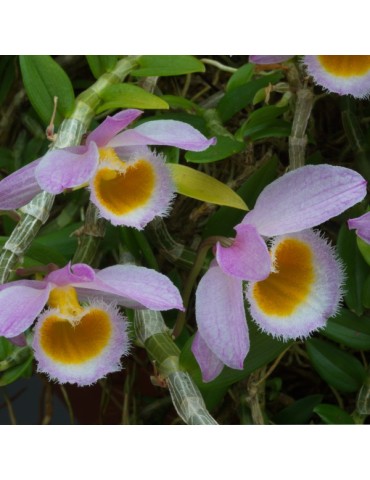 Dendrobium loddigesii en sphaigne