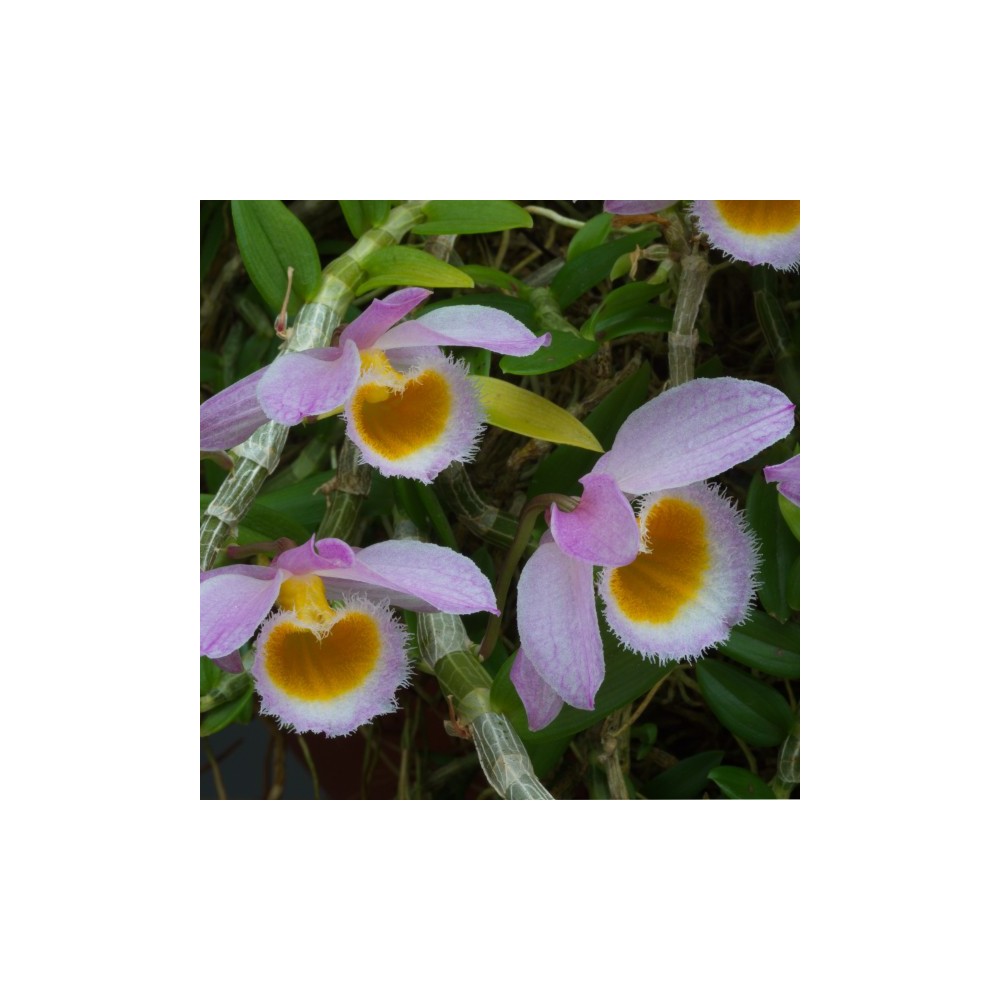 Dendrobium loddigesii