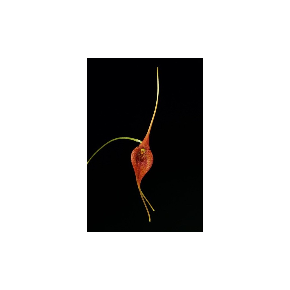 Masdevallia ayabacana
