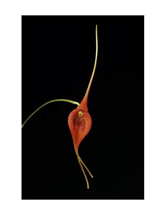 Masdevallia ayabacana