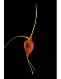 Masdevallia ayabacana