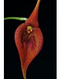 Masdevallia ayabacana