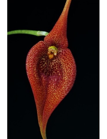 Masdevallia ayabacana 2