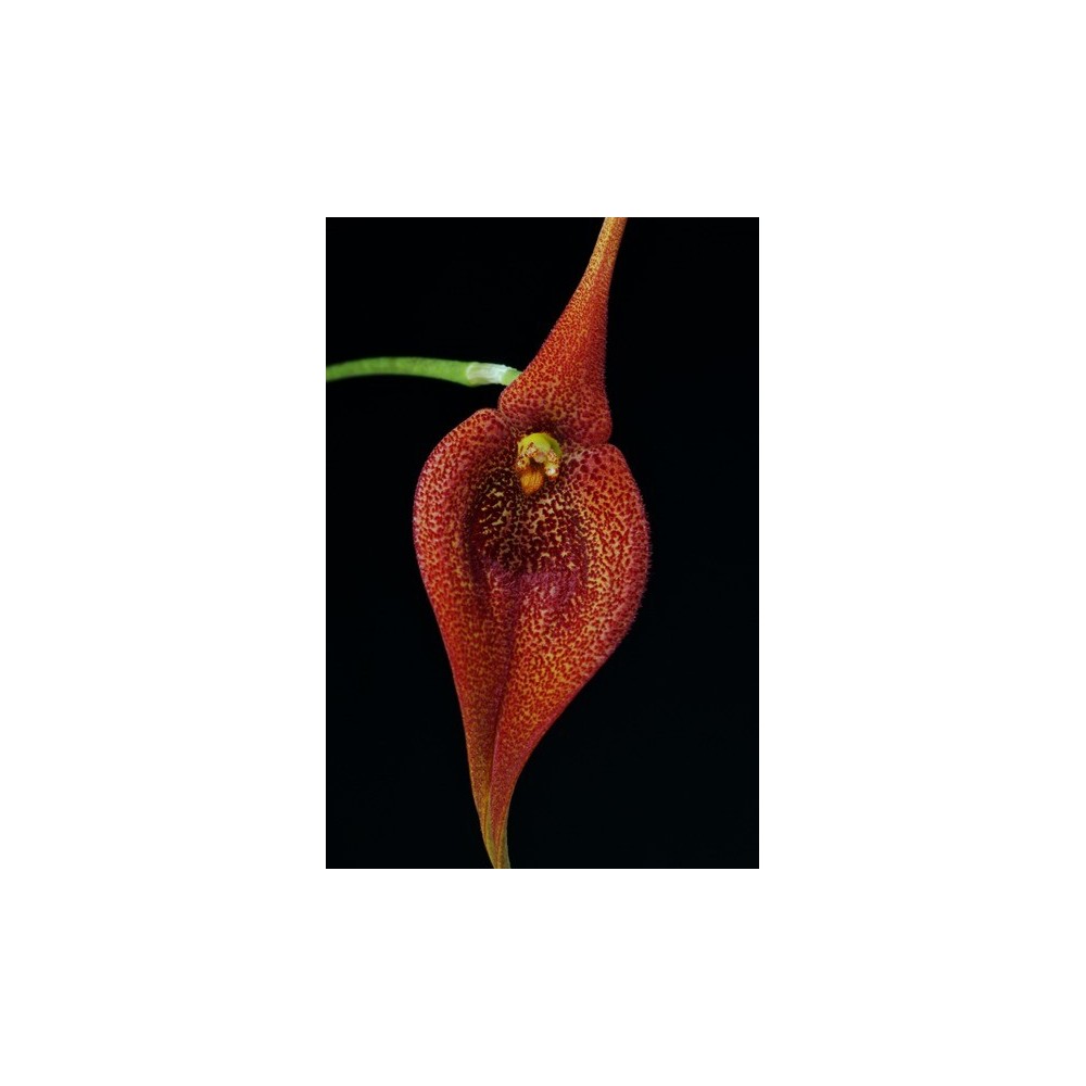 Masdevallia ayabacana