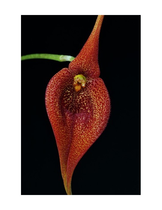 Masdevallia ayabacana