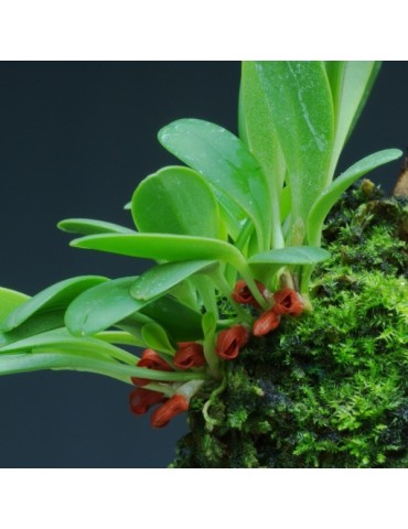 Pleurothallis tribuloides sur plaque 2