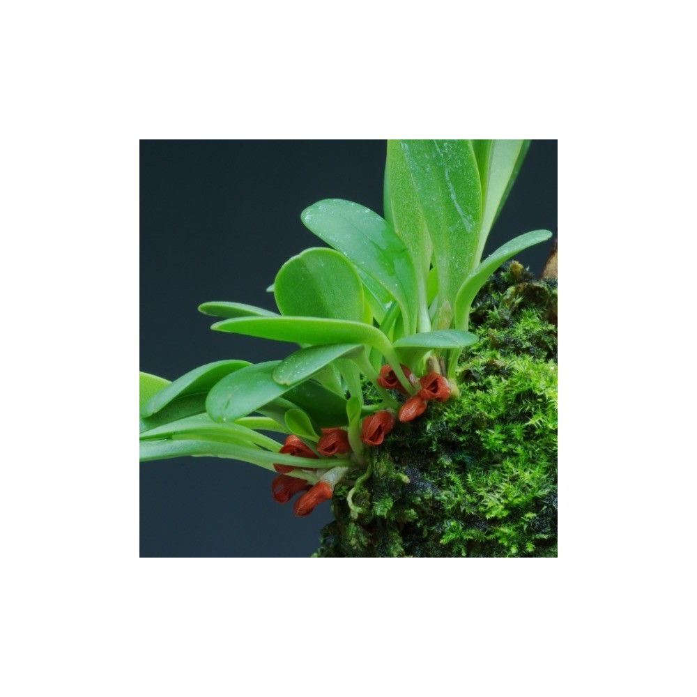 Pleurothallis tribuloides sur plaque