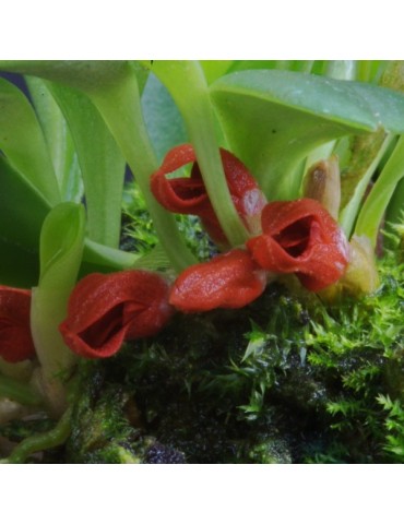 Specklinia tribuloides sur plaque