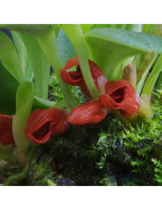 Pleurothallis tribuloides sur plaque