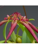 Bulbophyllum wendlandianum