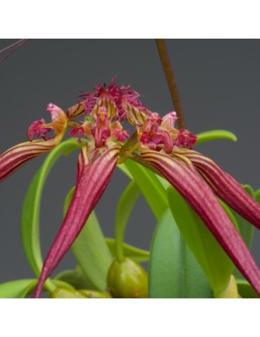 Bulbophyllum wendlandianum