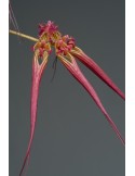 Bulbophyllum wendlandianum