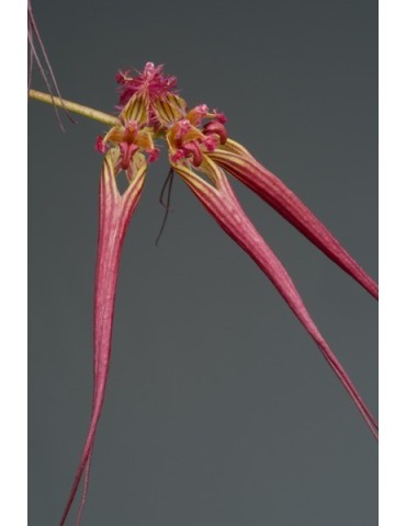 Bulbophyllum wendlandianum 2