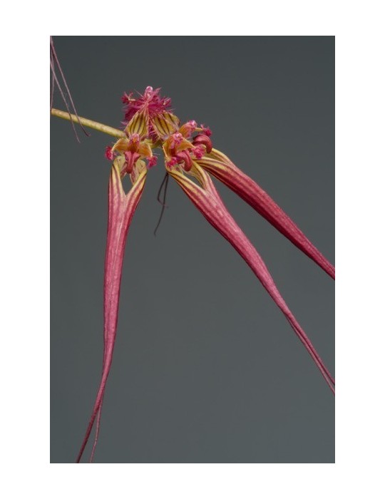 Bulbophyllum wendlandianum
