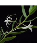 Angraecum florulentum