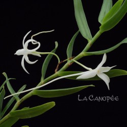 Angraecum florulentum